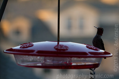 hummingbird - no flash