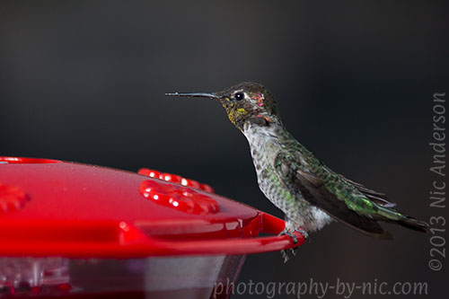 hummingbird - skinny