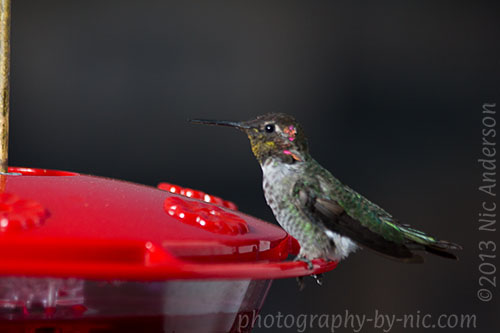 hummingbird