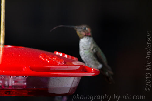 hummingbird - tongue