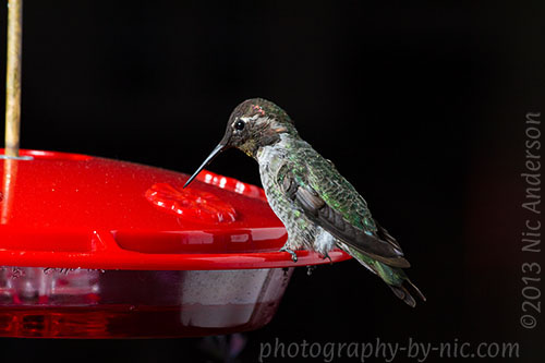 hummingbird
