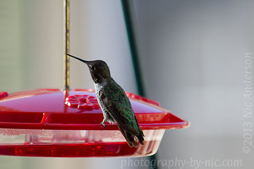 hummingbird
