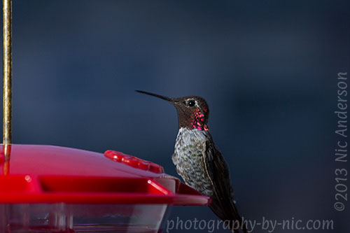 hummingbird
