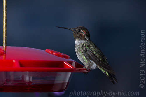 hummingbird