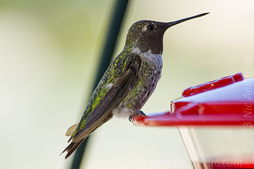 hummingbird