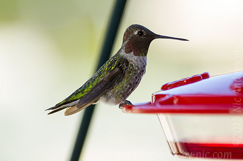 hummingbird