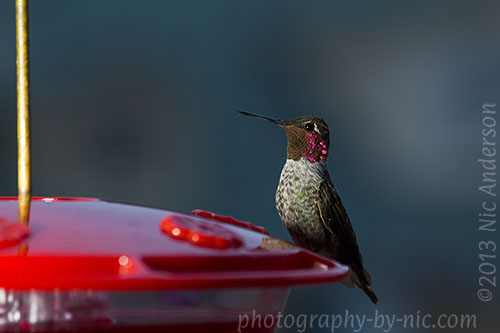 hummingbird