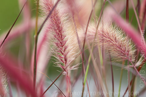 pampas grass frond