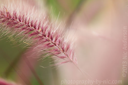 pampas grass frond