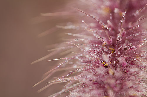 pampas grass frond - waterdrops