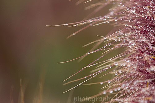 pampas grass frond - waterdrops