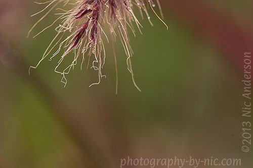 pampas grass frond