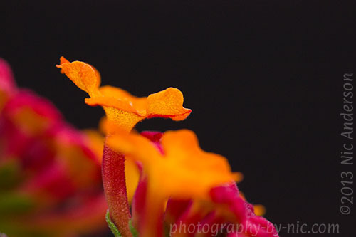 lantana - black background