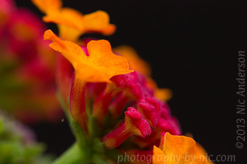 lantana - black background