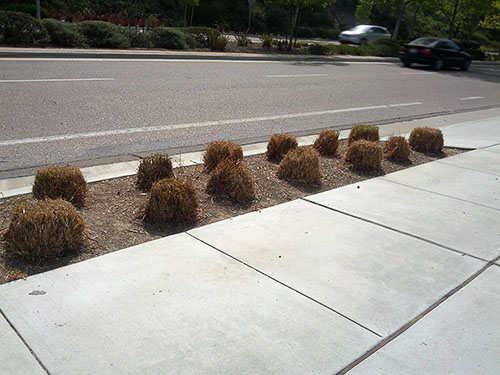 pampas grass buzzcut