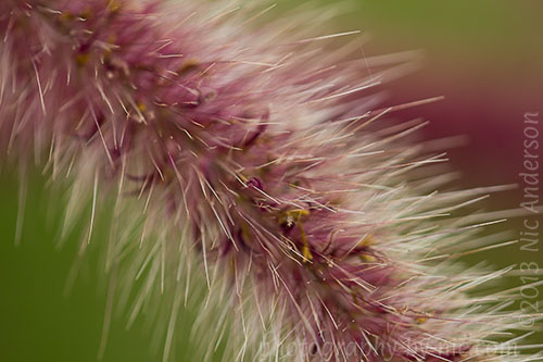 pampas grass frond