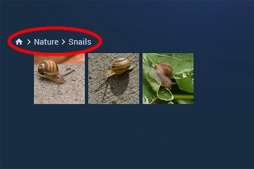 snail-gallery-navagate-c_hp-LR500