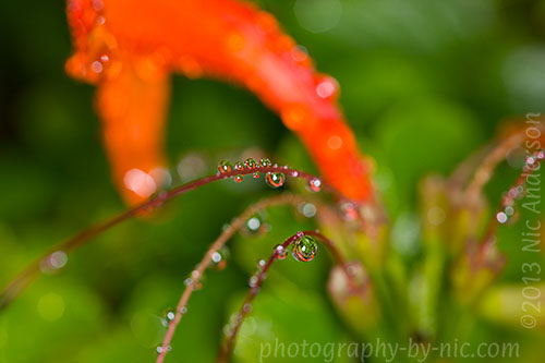 orange honeysuckle - waterdrops