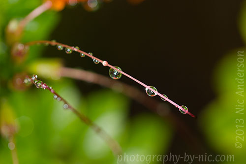 orange honeysuckle - waterdrops