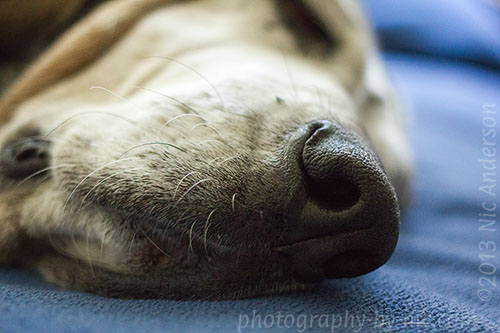 130911_PUP_014_hp-LR500-wm