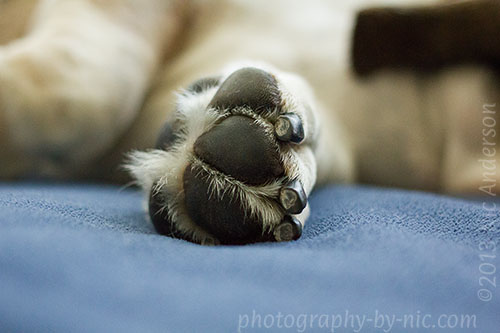 130911_PUP_017_hp-LR500-wm