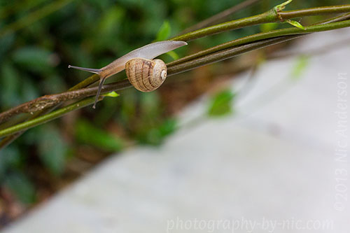 130920_NAT_035_hp-LR500-wm