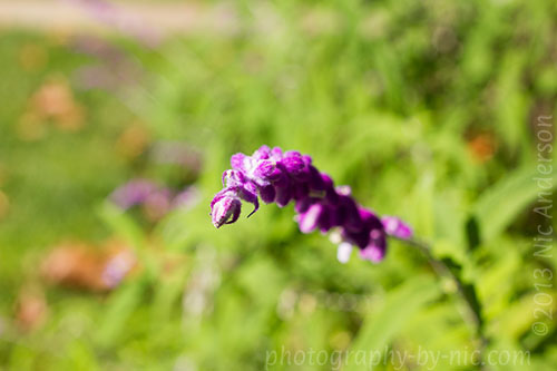 130923_NAT_016_hp-LR500-wm