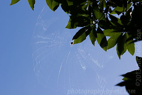 spider web sky