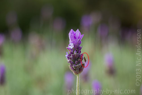 purple flower - red circle