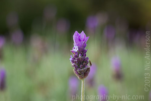 f/2.8 1/320s 100 iso