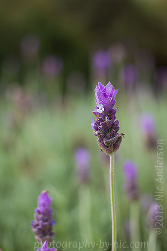 f/2.8 1/320s 100 iso