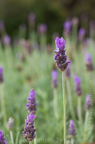 f/4.0 1/160s 100 iso