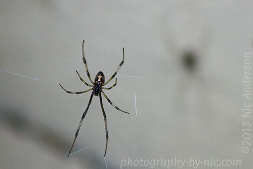 brown widow