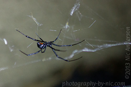 black widow