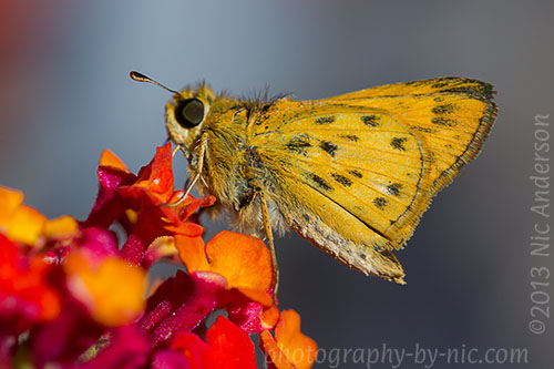 butterfly on lantana