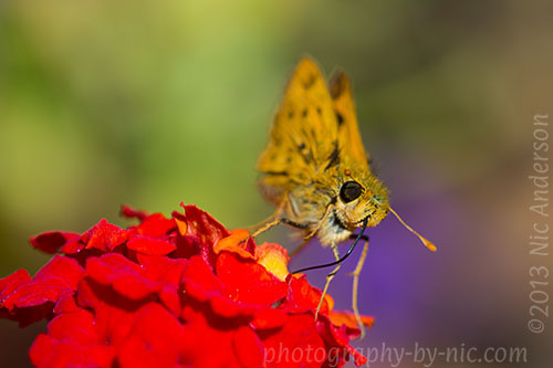 butterfly on lantana