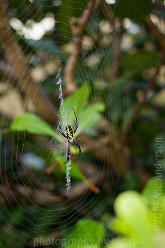 black and yellow spider