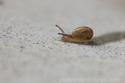 tiny snail