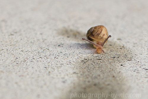 tiny snail