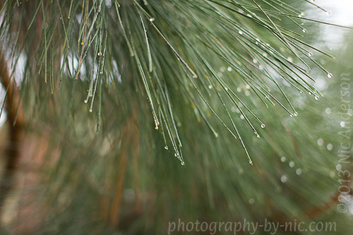 water drops in trees