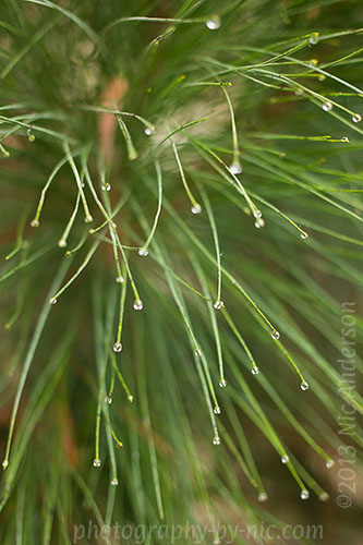 water drops in trees