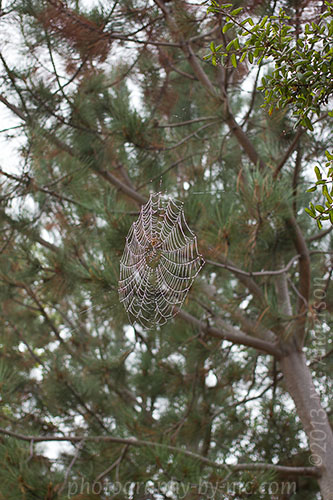 spider web with waterdrops - up high