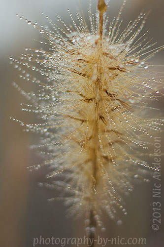 waterdrops on purple fountain grass