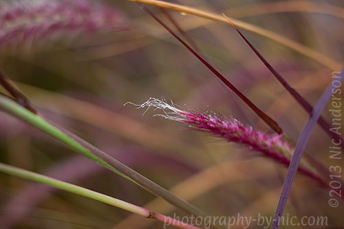 waterdrops on purple fountain grass