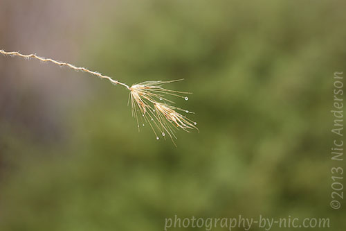 waterdrops on purple fountain grass