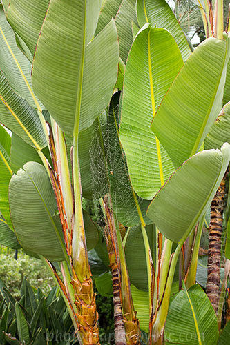 spider web with waterdrops on giant bird of paradise