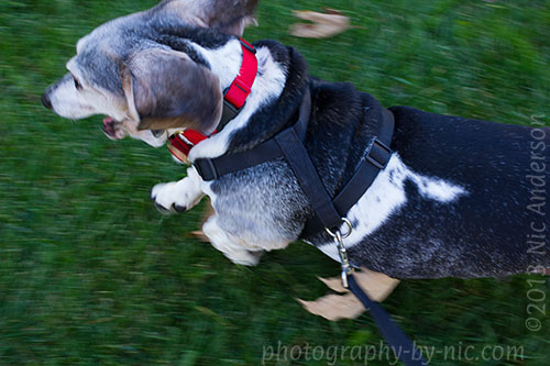 happy running basset hound