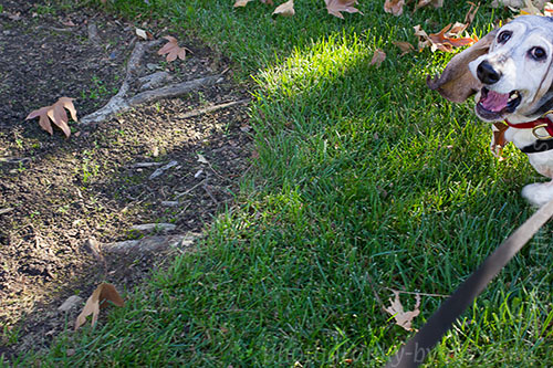 happy running basset hound