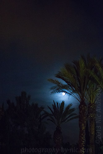 full moon - palm trees