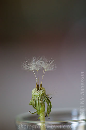 dandelion